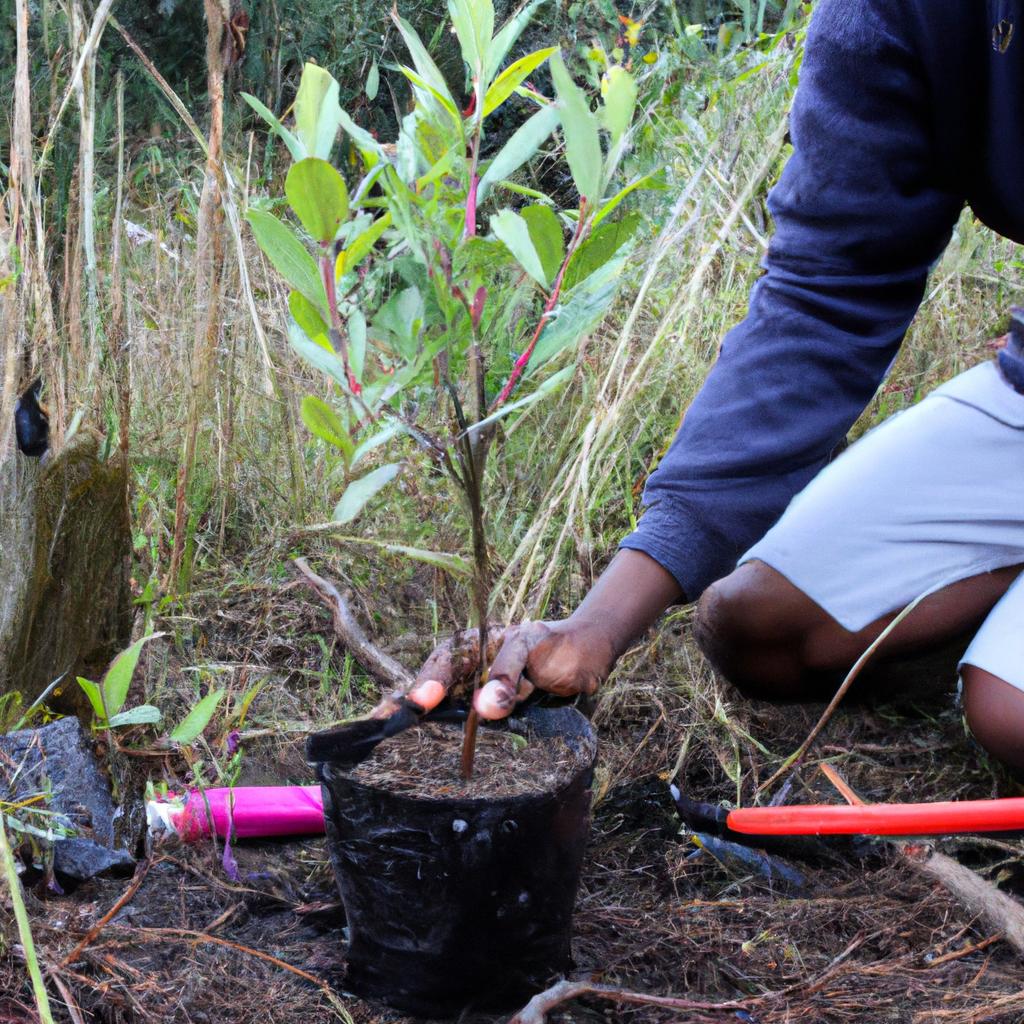 Person planting trees to restore habitat